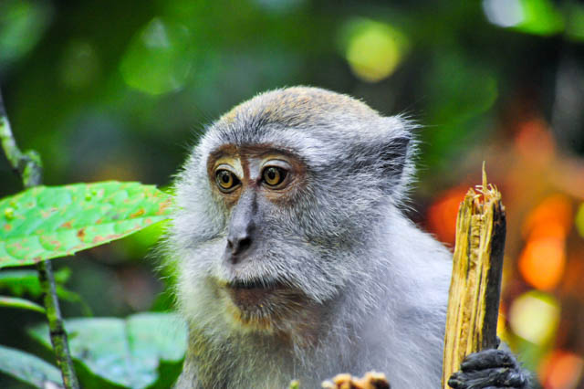 Sumatran maqaque monkeys