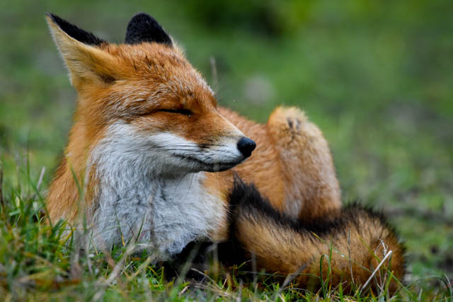 The Meditating fox