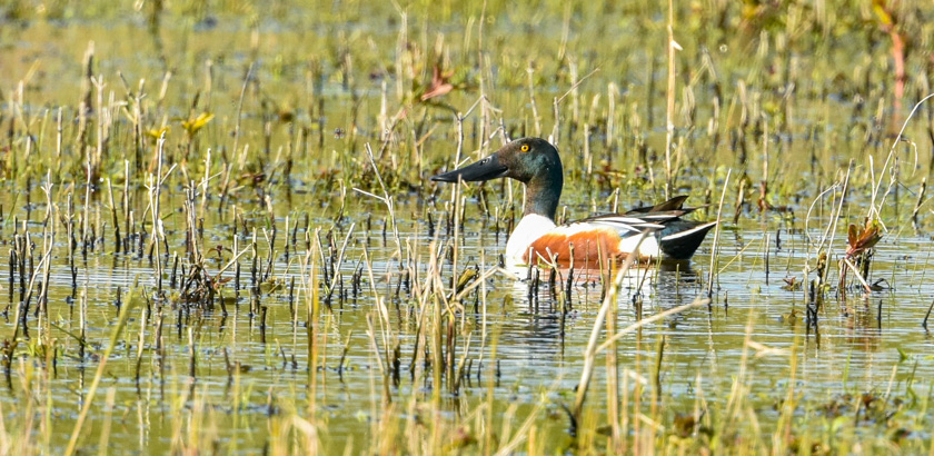 Shovel duck | sertanyaman.com photography