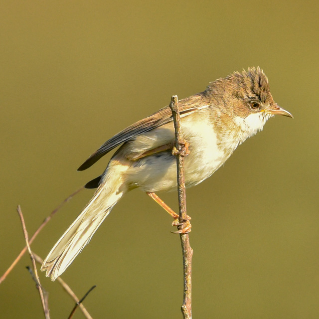 Dune bird in Zeeland | sertanyaman.com photography