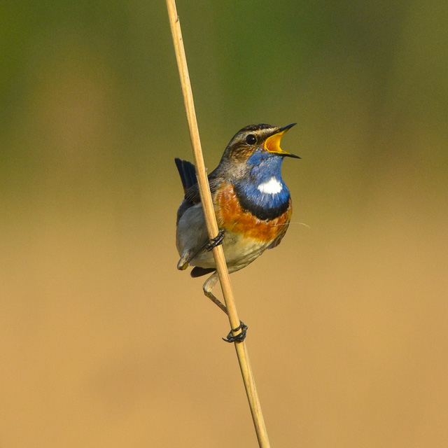 Bluethroat singing