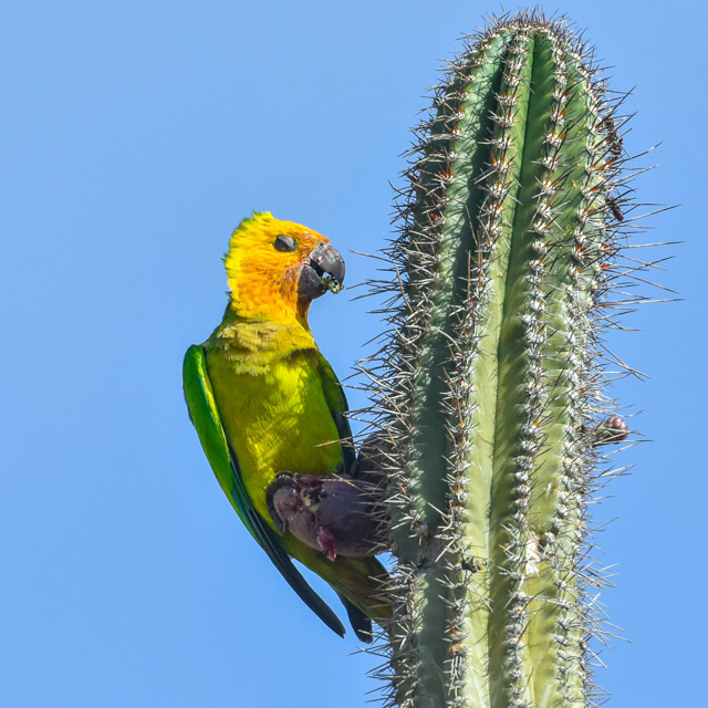 Parakeet in wind