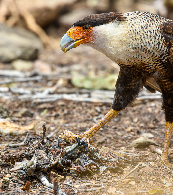 The bird of prey