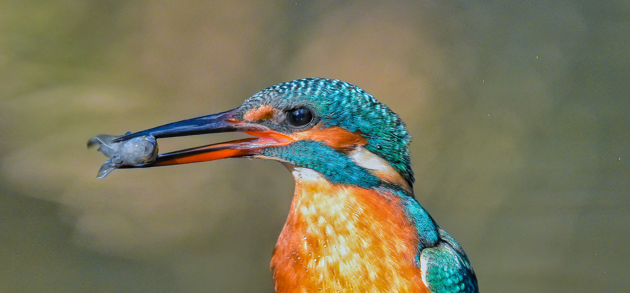 Kingfisher with her hunt