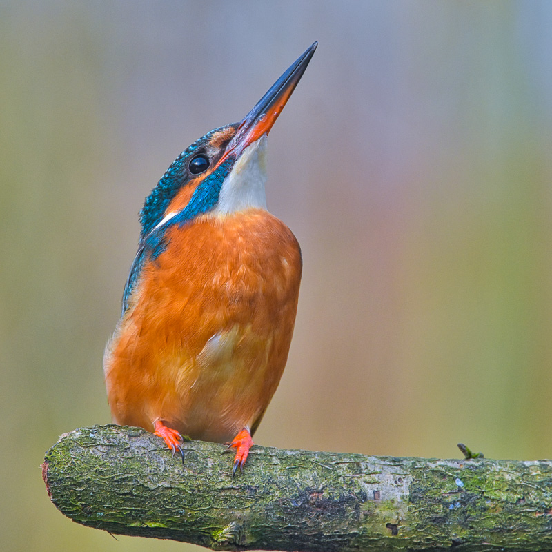 Eurasian kingfisher