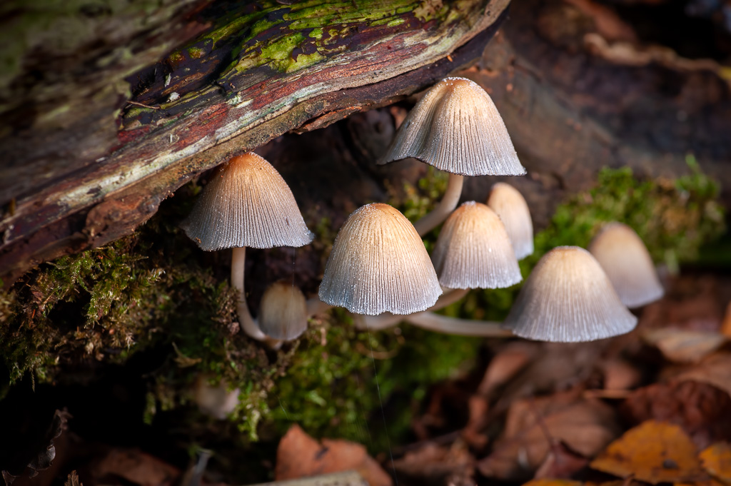 Fairy bonnet mushrooms | sertanyaman.com photography