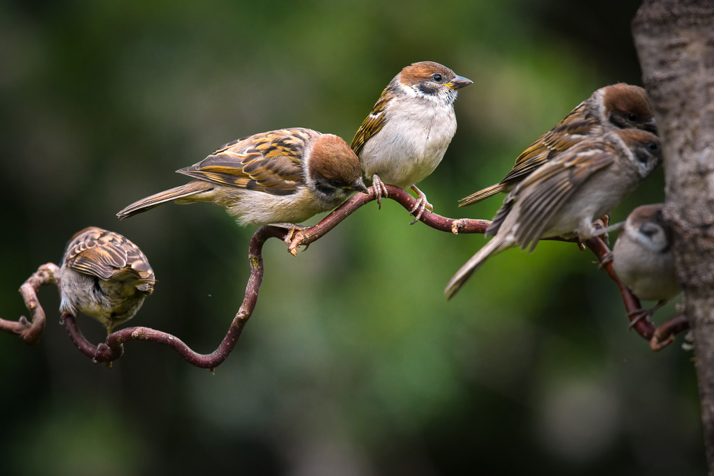 Flocking sparrows