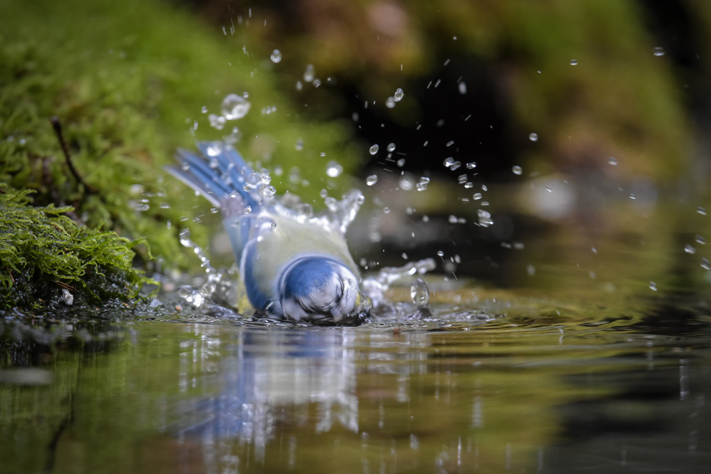 Blue tit bath time