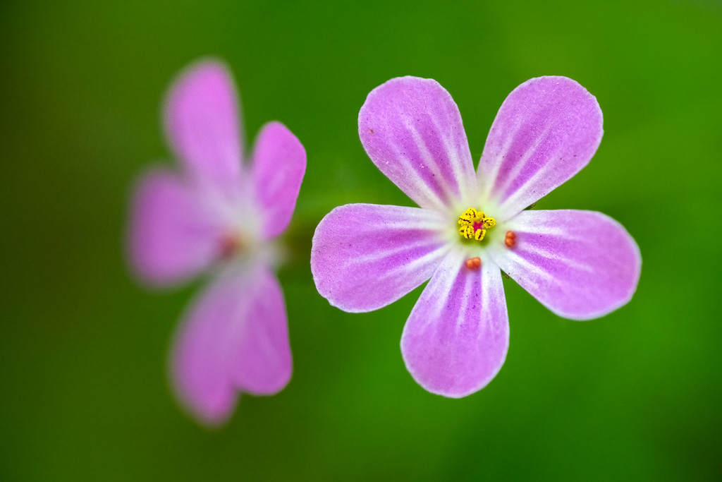 Wildflowers in The Dutch Dunes
