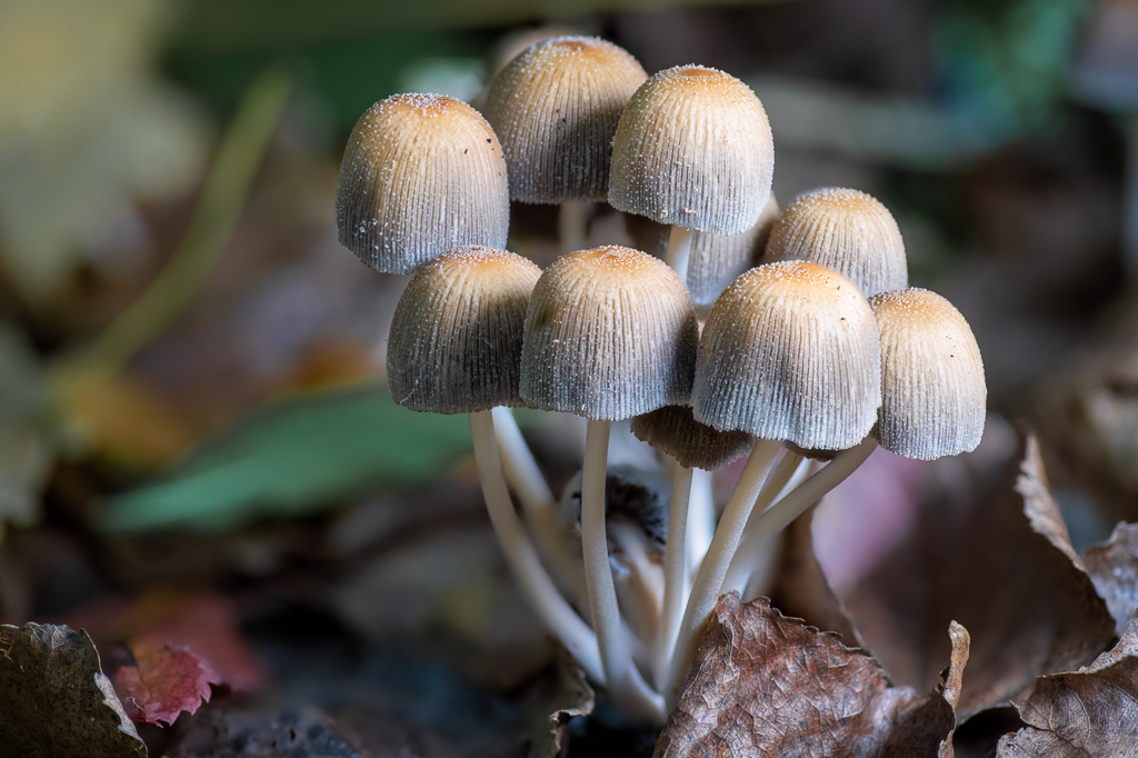 Fresh fairy caps | sertanyaman.com photography